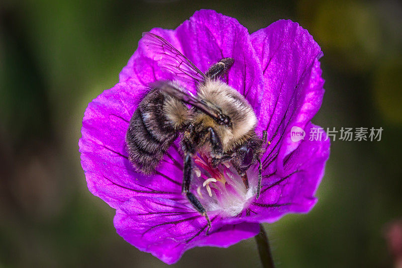 波登fébrile，(熊蜂)普通东方大黄蜂，Géranium Cranesbill。